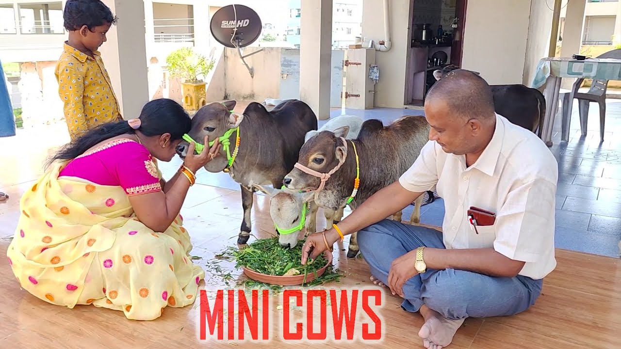 Adorable Miniature Punganur Cows In our House | They are so Cute & Friendly | Nadipathy Goshala