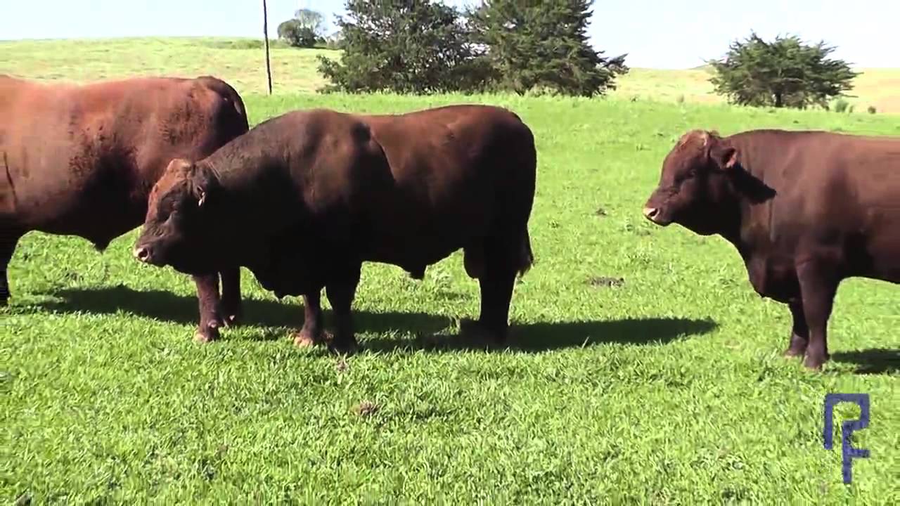 Fazenda Santo Antônio - FSA - Video Devon