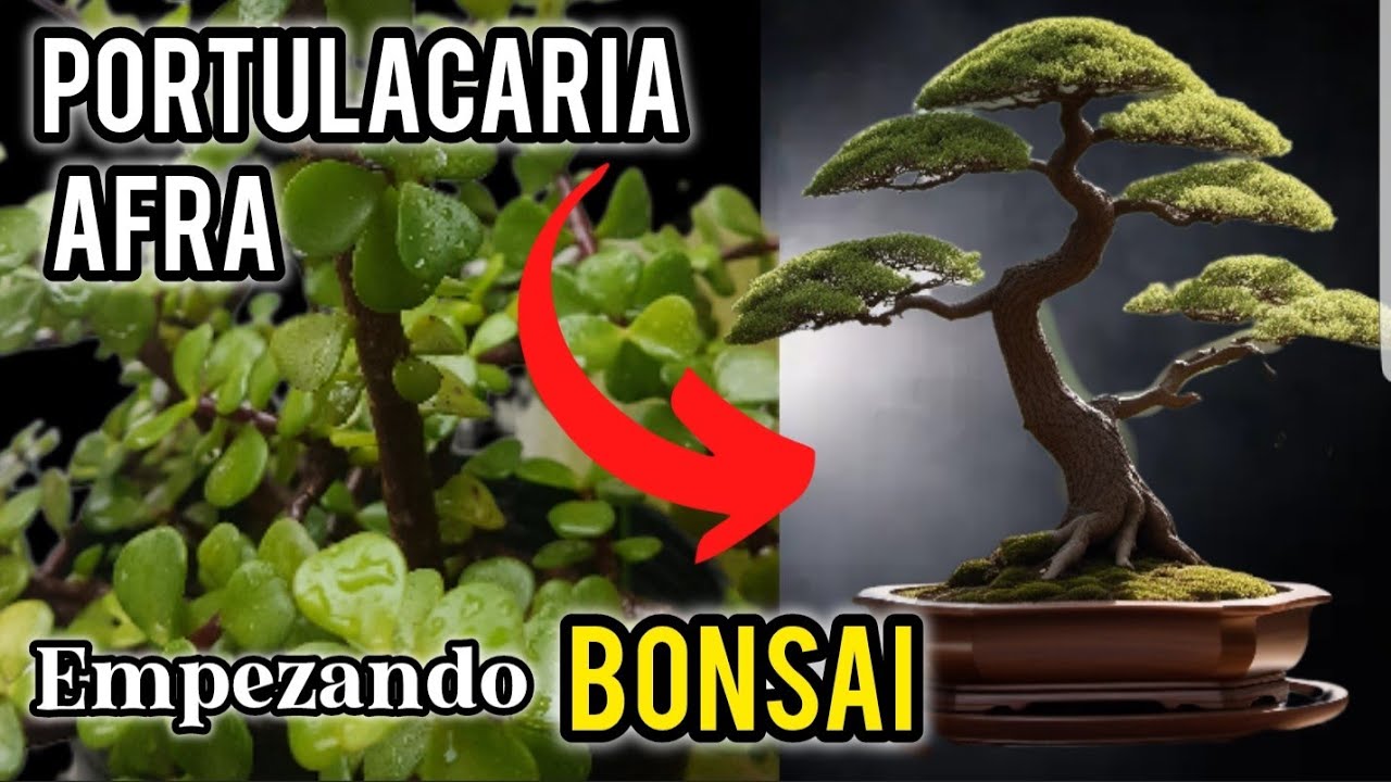 COMO hacer un BONSAI |  PORTULACARIA AFRA & BONSAI✔DISEÑO FÁCIL👍DESDE CERO💚LA MONEDITA  BONSAI