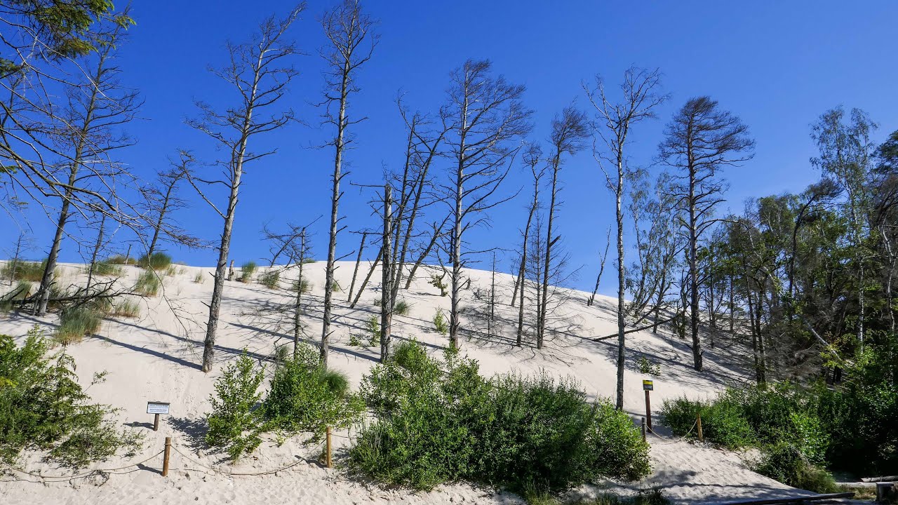 In der „Polnischen Sahara“ – eine der größten Wanderdünen in Europa