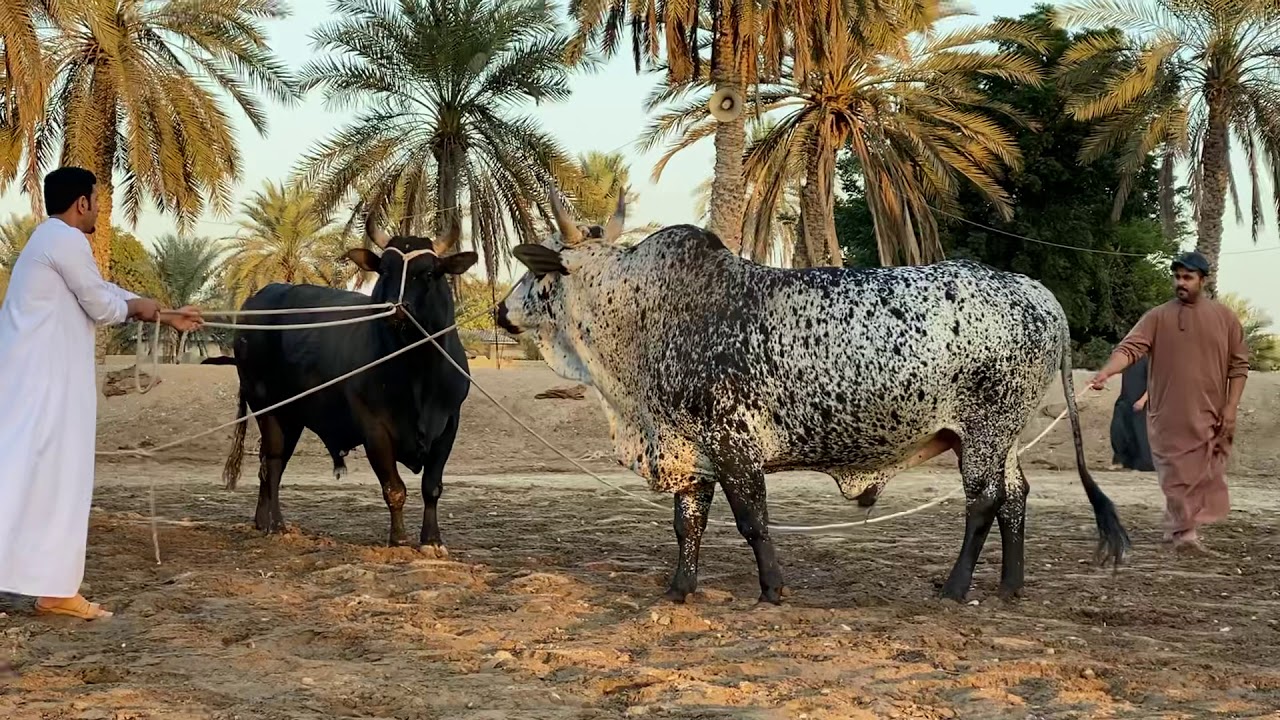 الوحشي و عفريت ‏