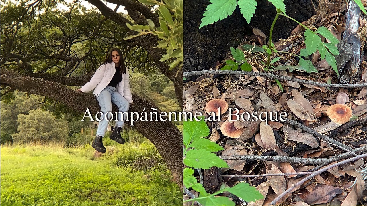 Acompáñenme al Bosque *hongos y cuarzos*
