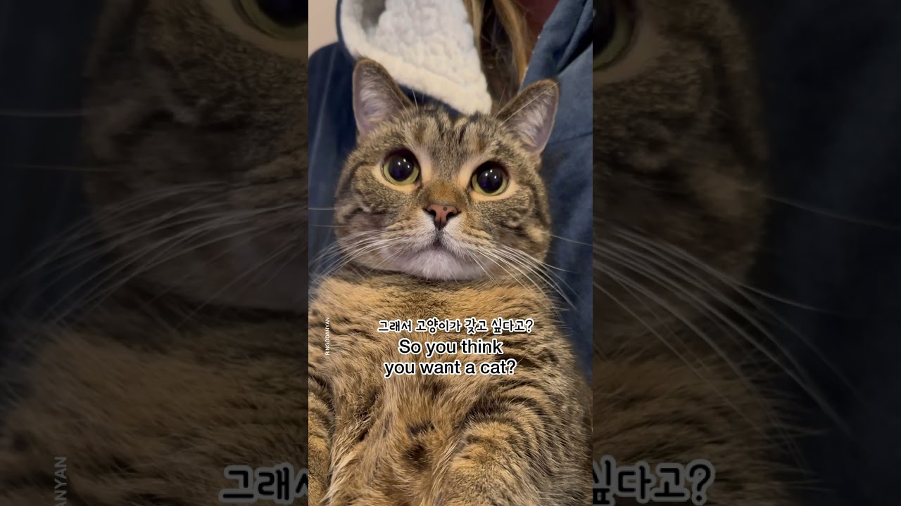 So you want a cat? are you sure??