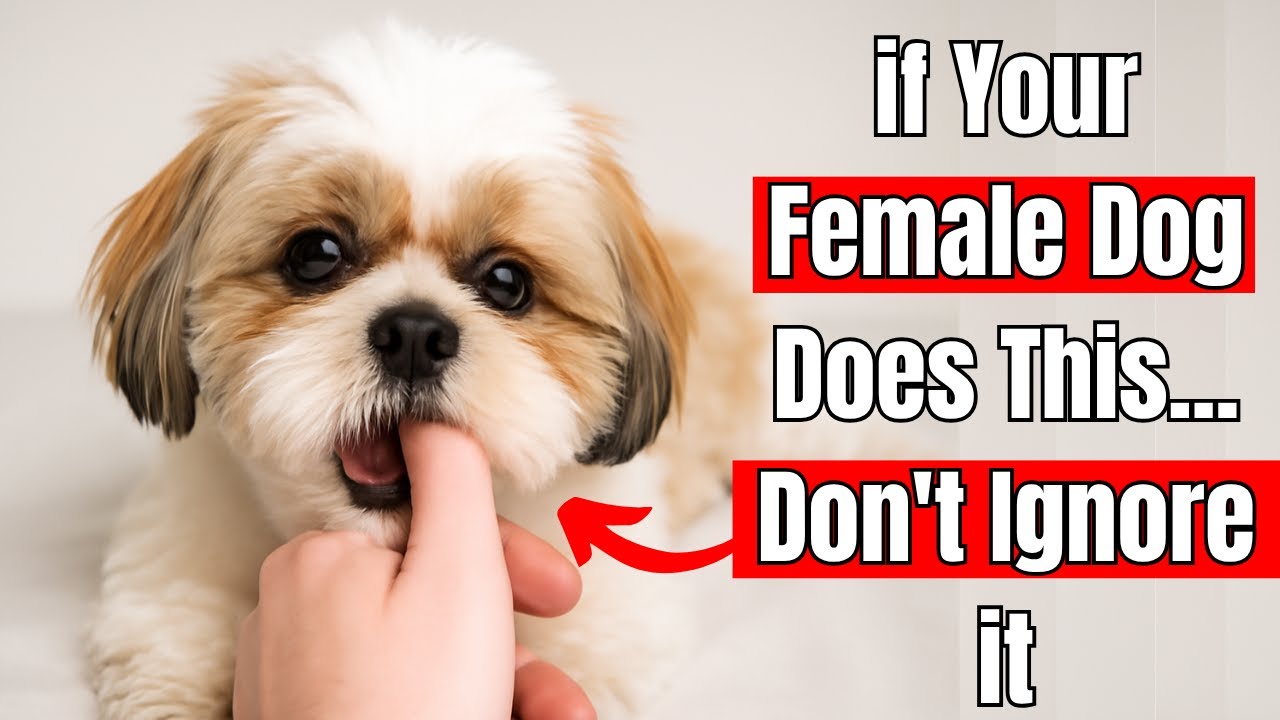 If You Own a Female Dog&hellip; Your Vet Is Hiding THIS From You