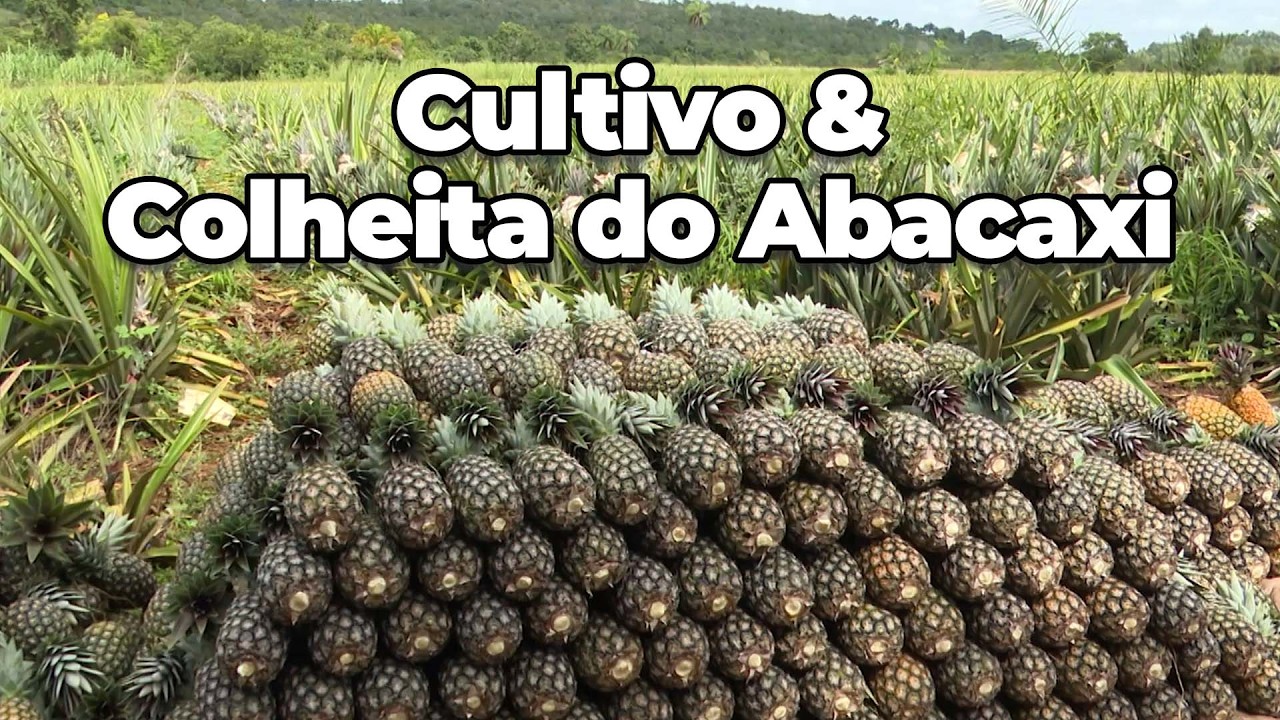 A COLHEITA DO ABACAXI EM RIACHÃO NO MARANHÃO