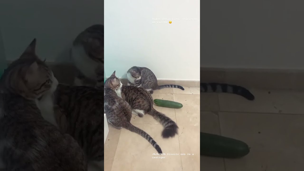GATOS SE ASSUSTAM COM O PEPINO