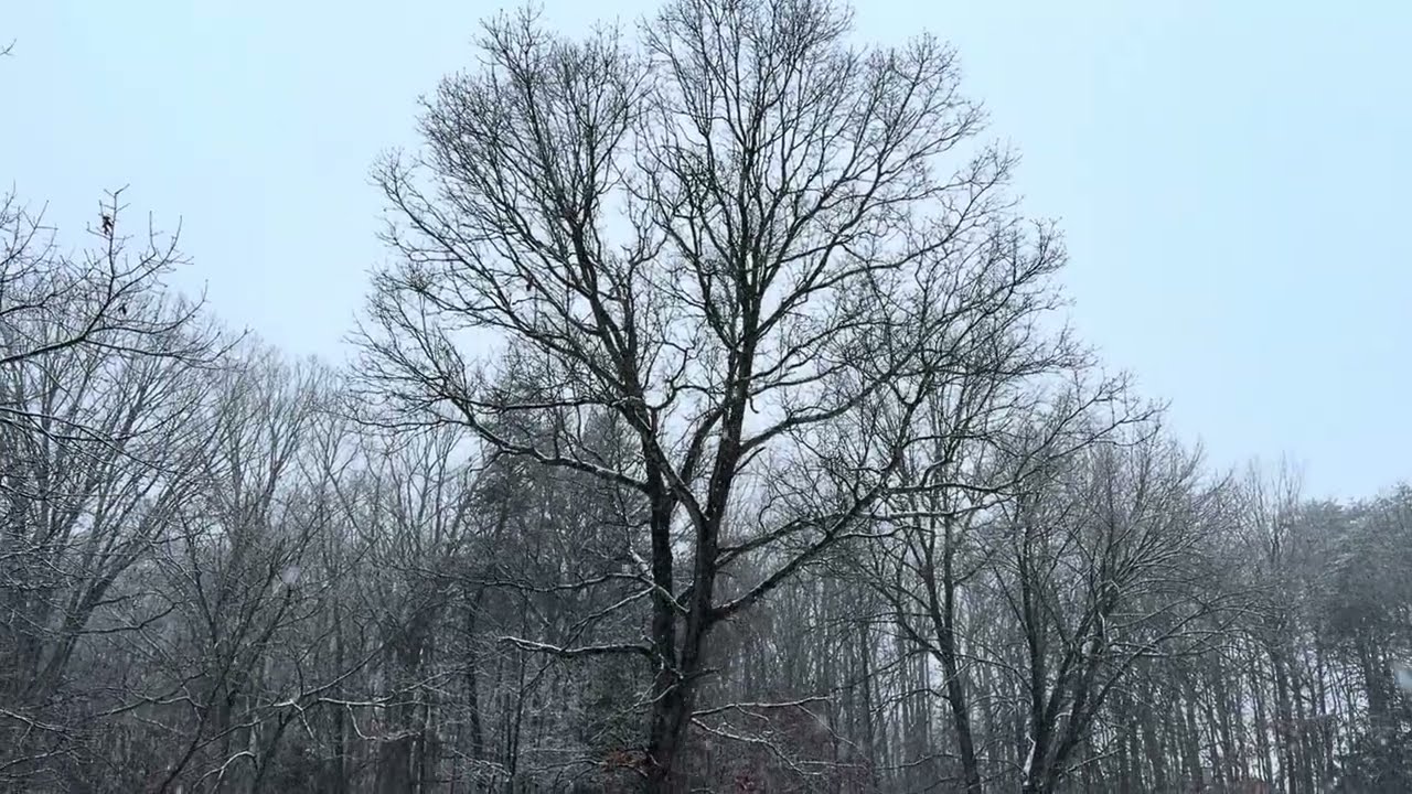 Light snow in New Jersey. Regular speed to Slo-Mo. January 18, 2026