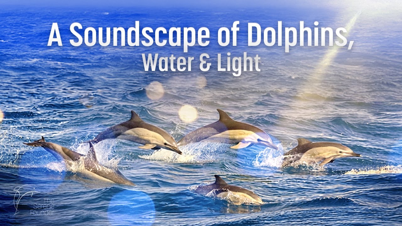 High Achiever Flow | Dolphin Soundscape for Momentum & Deep Thinking