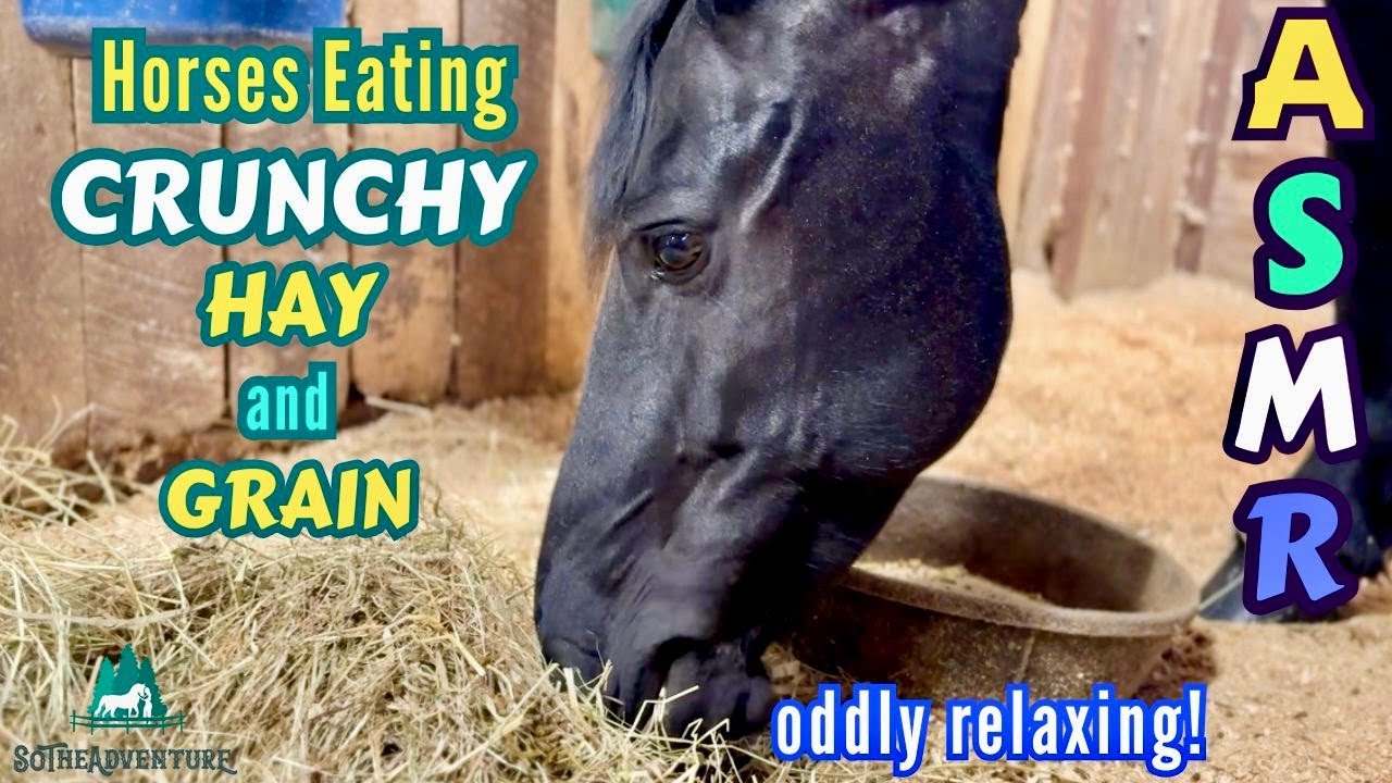 Horses Eating ASMR CRUNCHY HAY & GRAIN | Oddly Relaxing Horse Sounds | Satisfying Chewing Sounds
