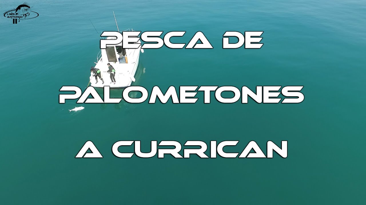 Pesca de Palometones a Currican