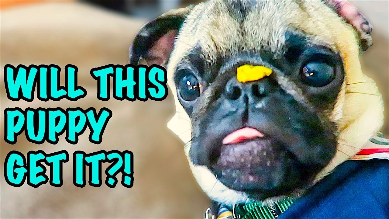 GUPPYS HARDEST TRICK YET!!!