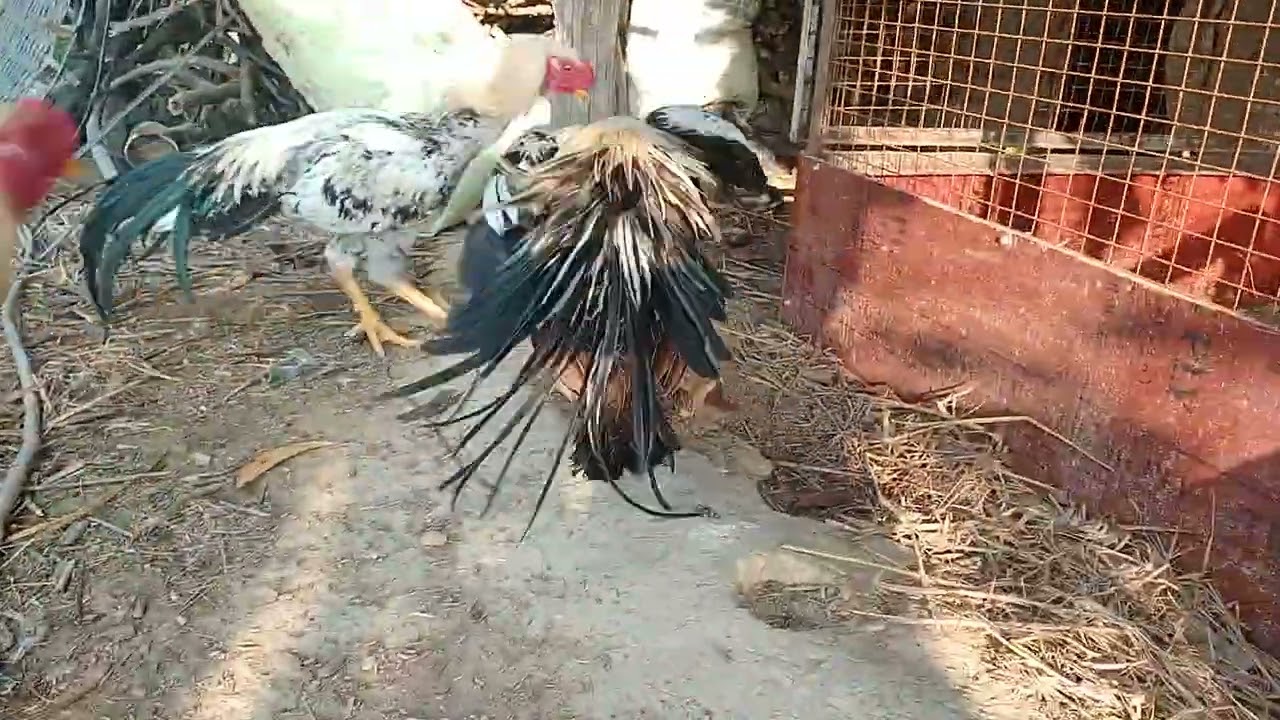 Aseel murga asil murga kaise pale aseel murga  ka tips