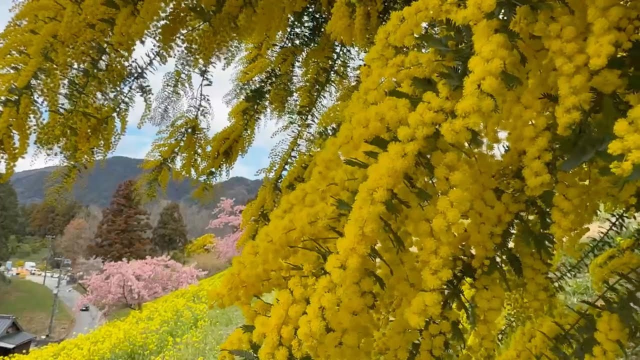 2026/03/13　菜の花七分咲き　ミモザ超超超超超超超撮り頃です！　犬寄峠の黄色い丘　その８　〜愛媛県伊予市〜