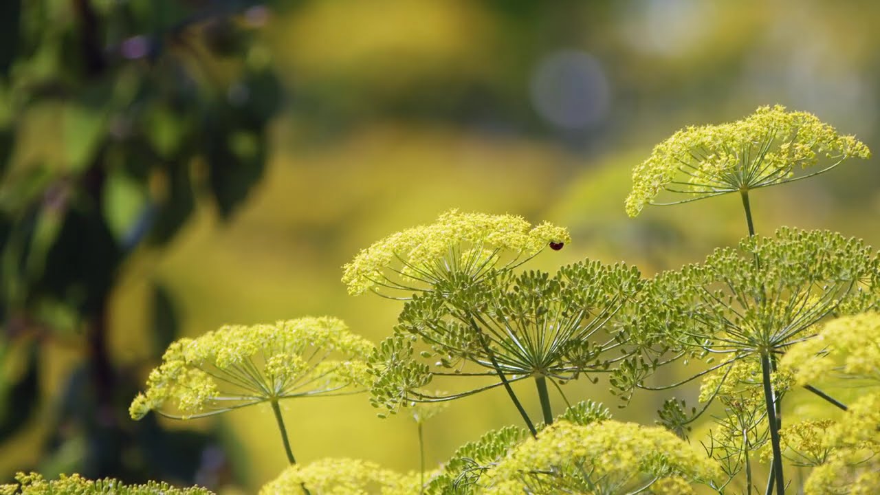 Beautiful Flowers in Green Nature 🌸 Relaxing Garden Scenery 4K | Nature Sounds.