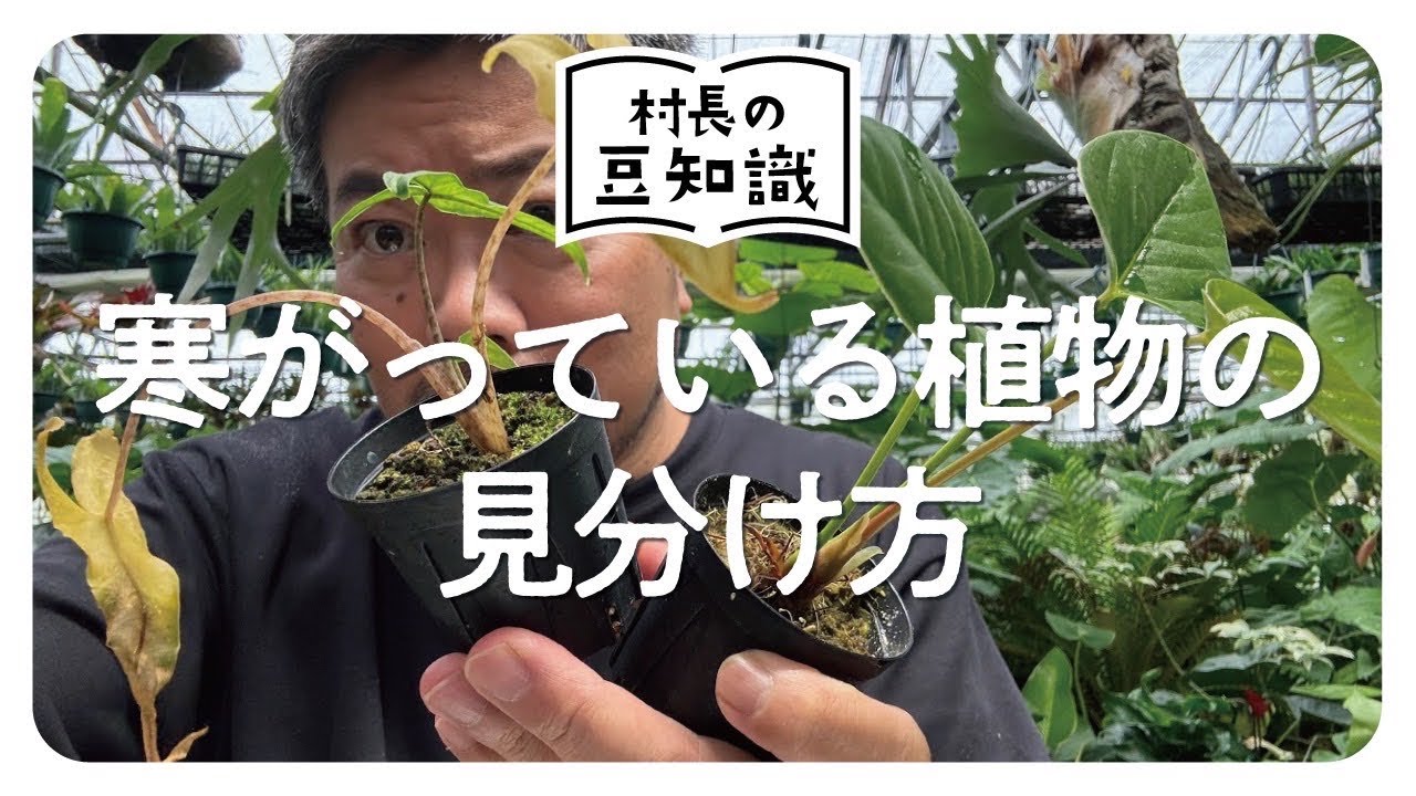 寒がってる植物の見極め方を解説