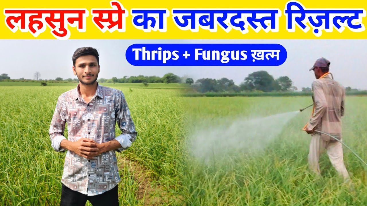लहसुन चमक उठेगी! Best Spray for Thrips and Fungus | Garlic Farming 