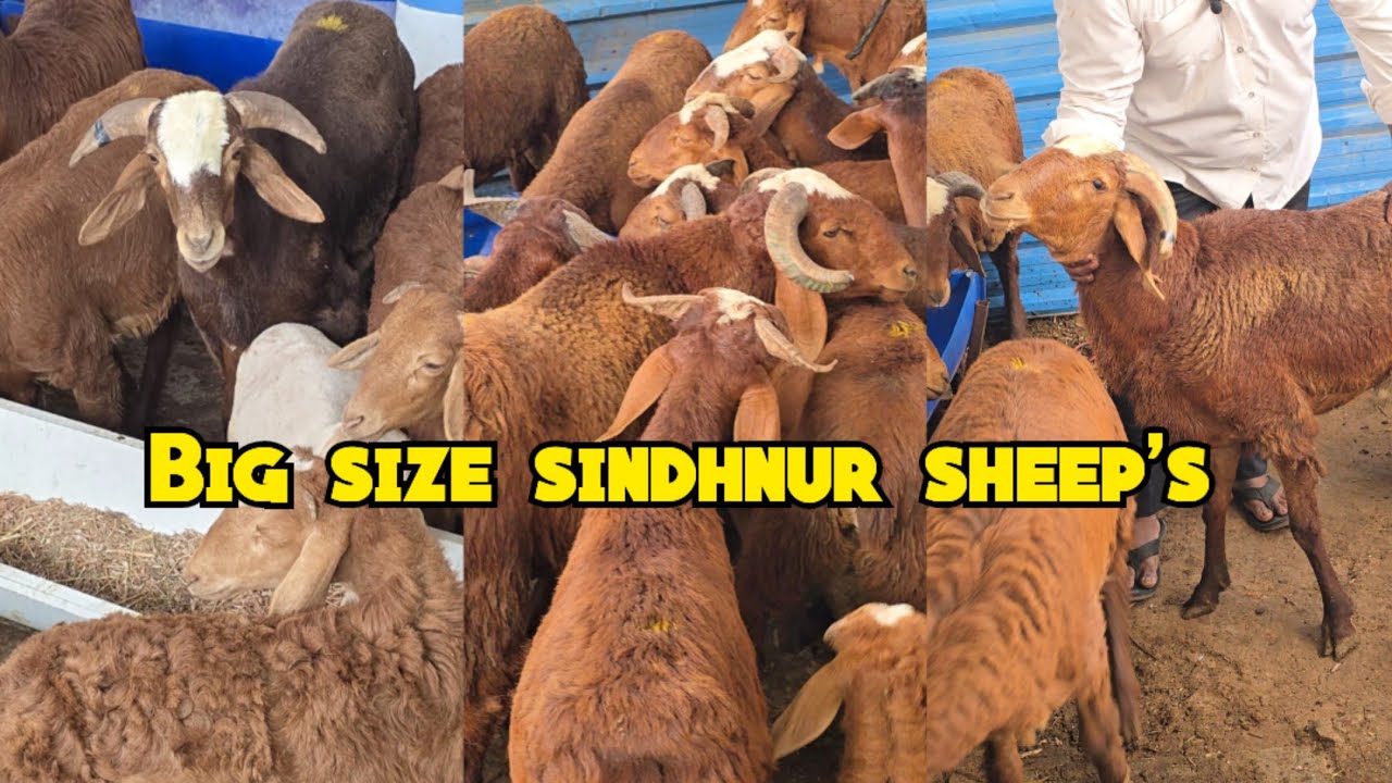 Big size sindhnur sheep's available in Hyderabad at TDH 🐐 farm | live weight sheep's sindhnur mende