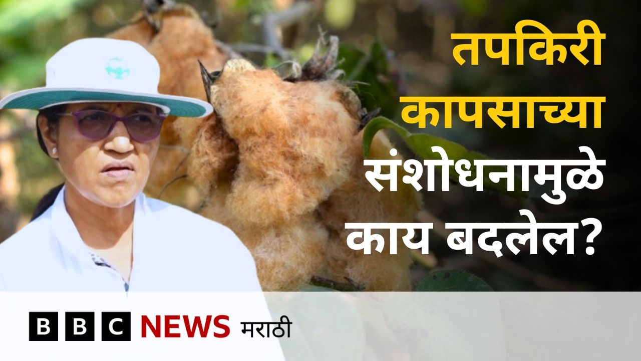 शास्त्रज्ञ डॉ. विनिता गोतमारे यांनी तपकिरी कापसावर कसं संशोधन केलं?