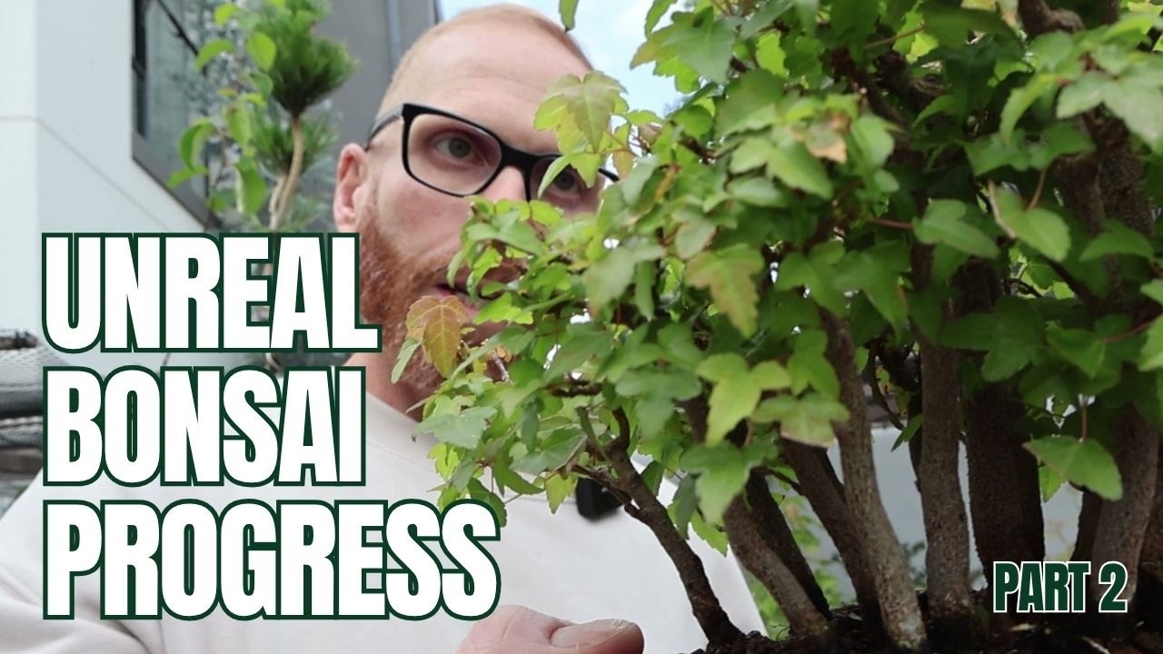 Continuing the Journey: Sean Shepherd’s Bonsai Garden Tour | Part 2