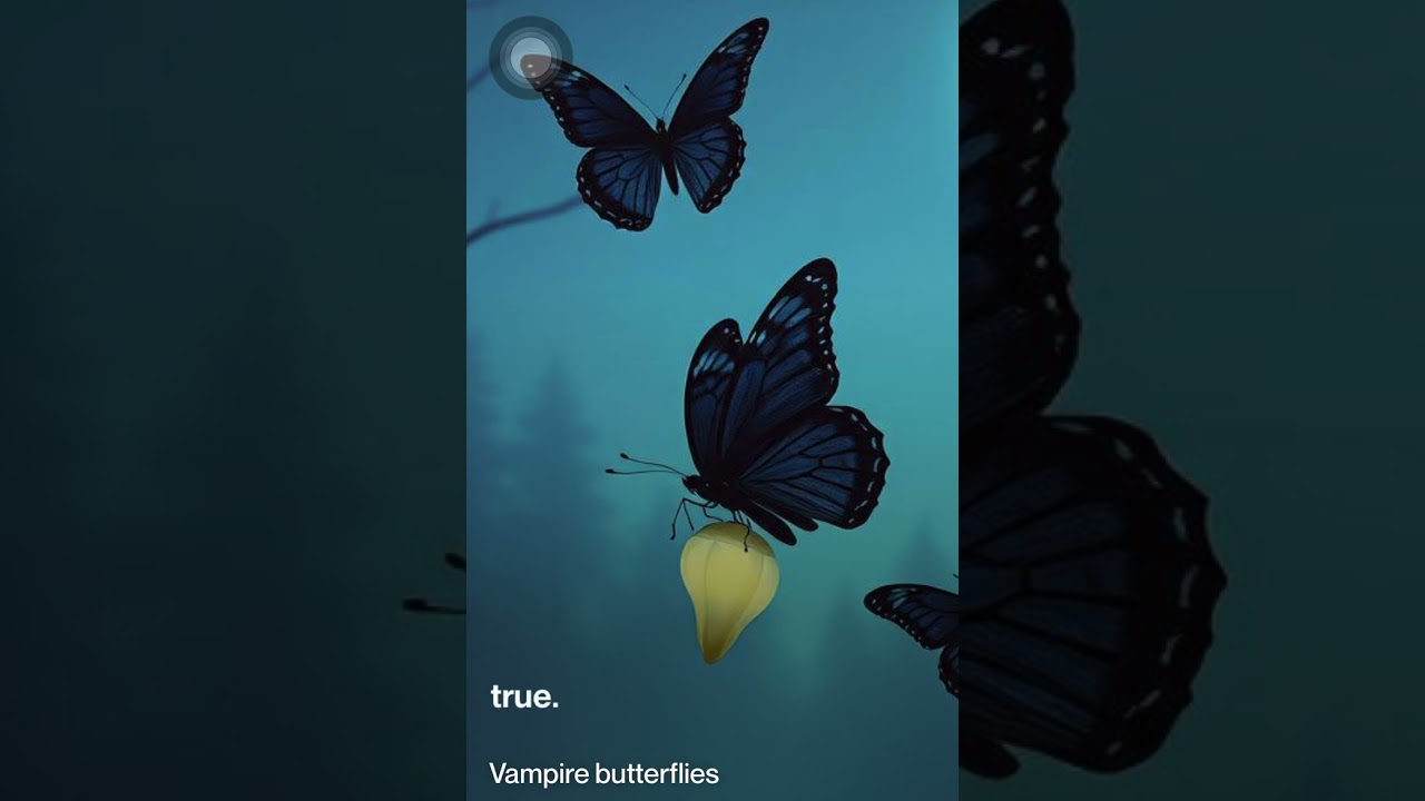 Vampire Butterflies - Egyptqueen lyric video