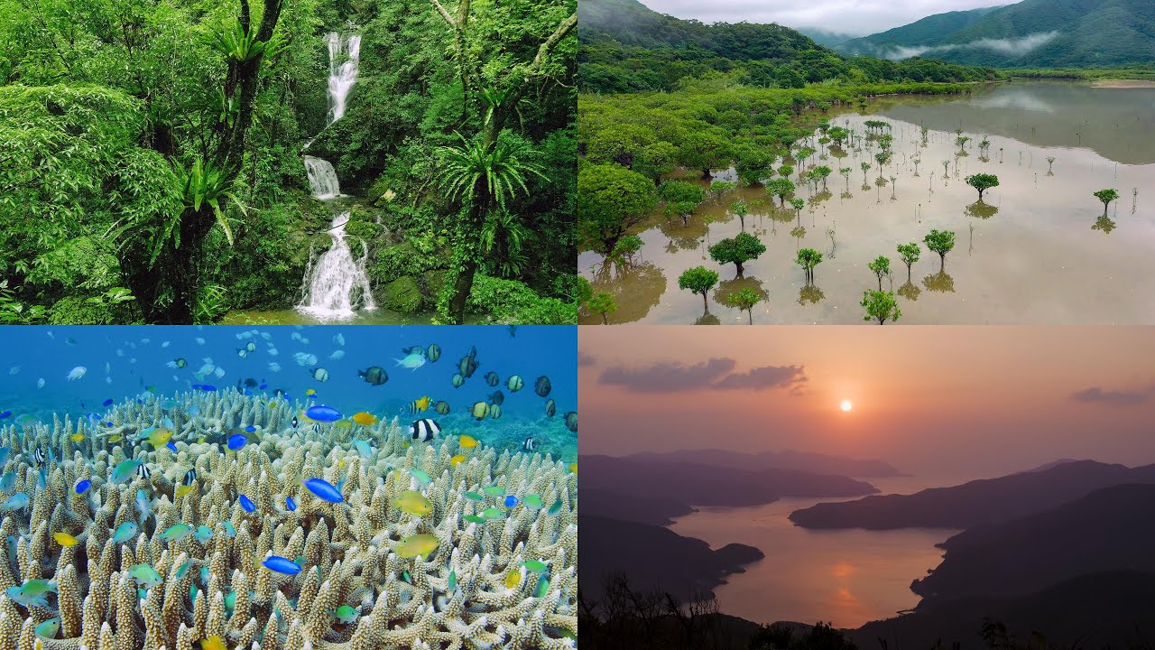 [4K] 祝！世界遺産登録 奄美大島の自然絶景 Spectacular natural scenery in World Natural Heritage Amami Oshima Island
