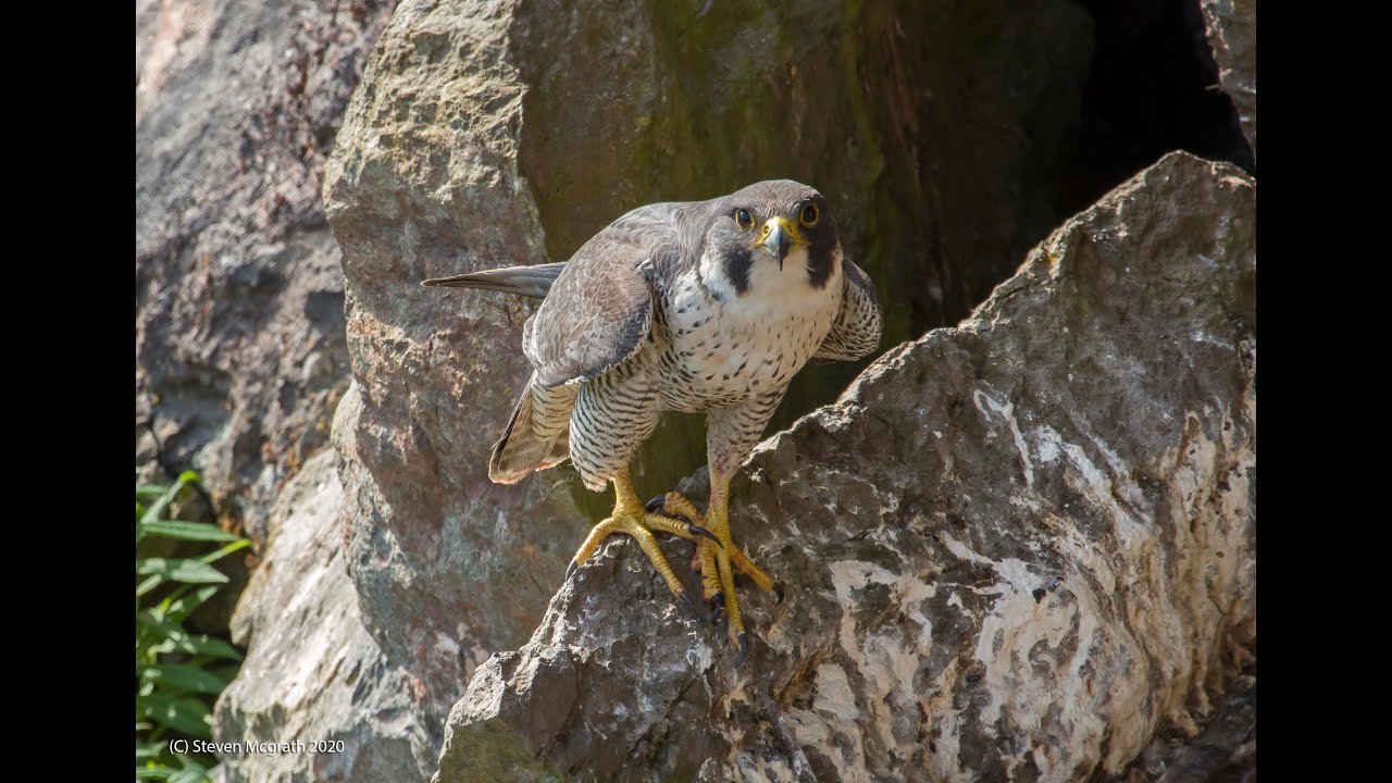 Peregrine Falcons nesting