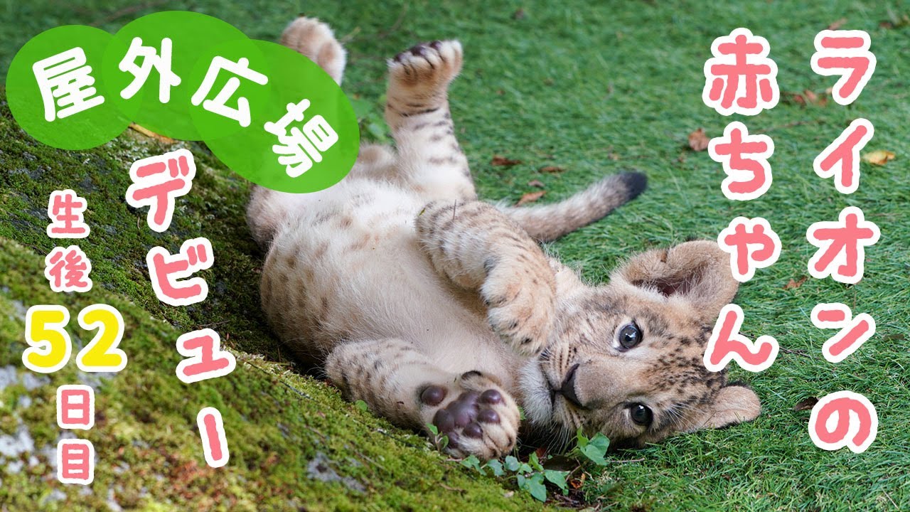 ライオンの赤ちゃん、屋外広場にデビュー！！