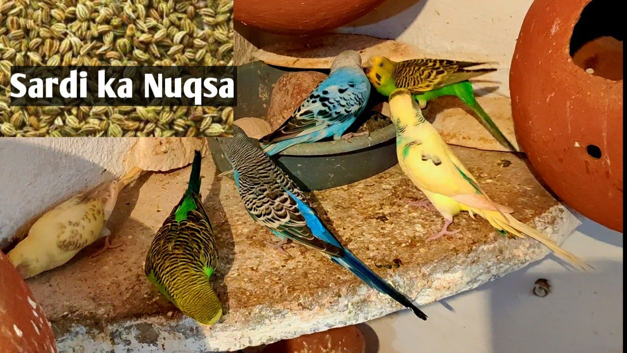 Budgies Parrots ko Sardi se bachaane ka tareeka