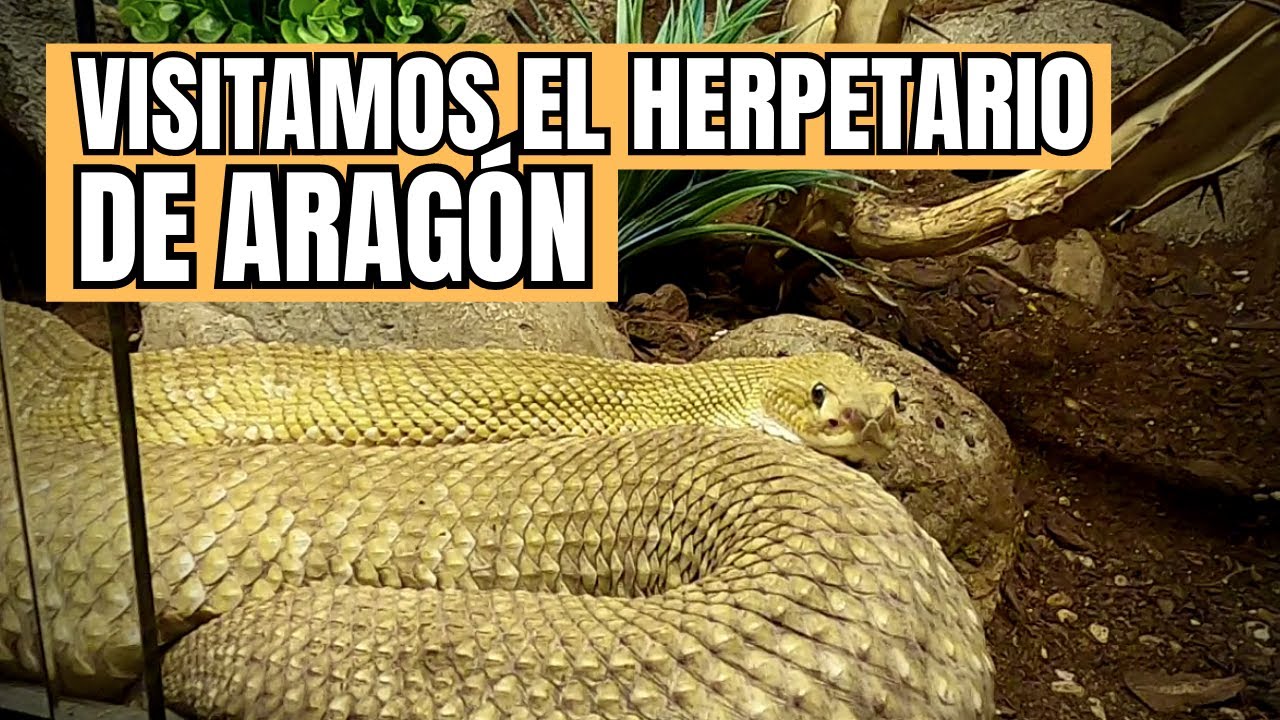 Visitamos el herpetario de Arag&oacute;n