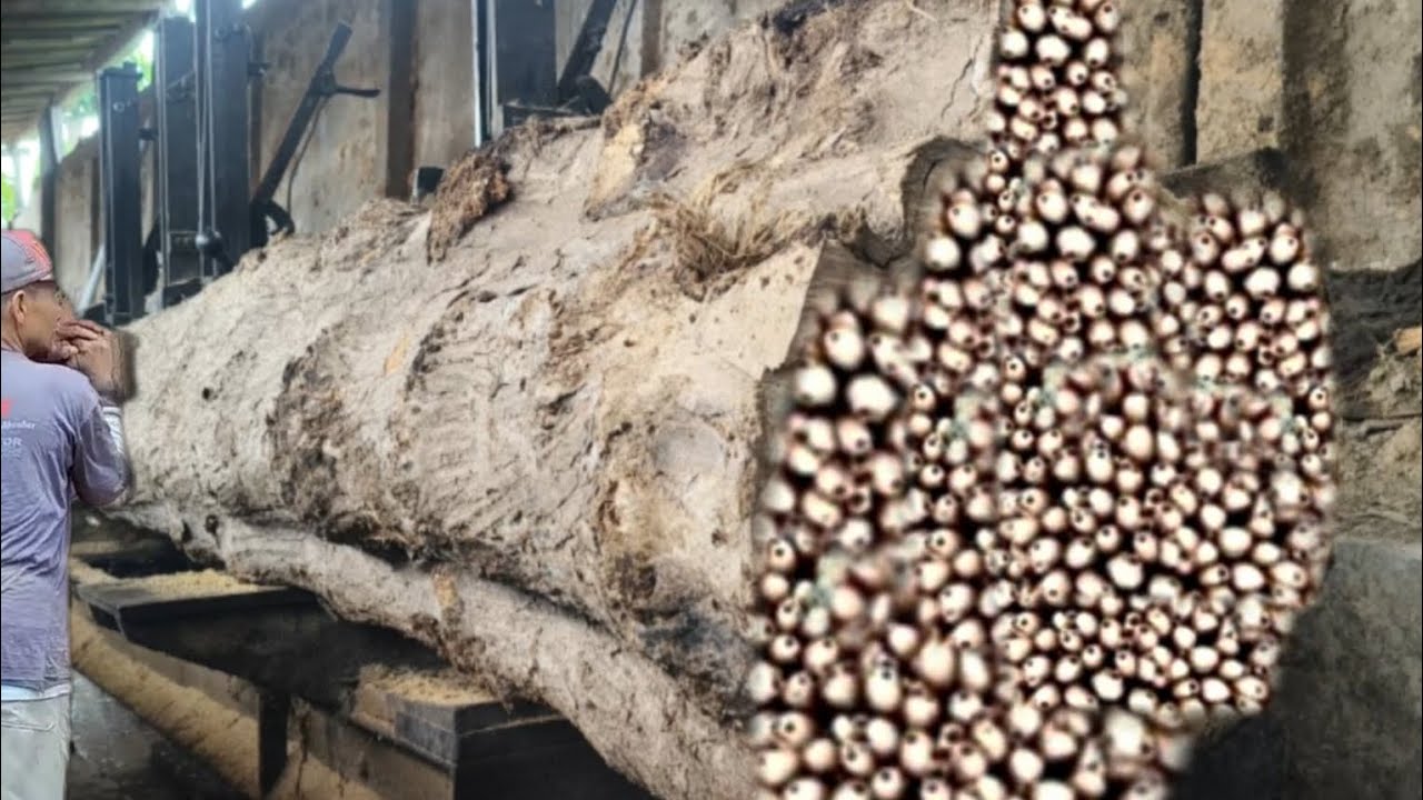 TERRIFYING MOMENT! Giant Log Nearly Crushes Worker During Sawmill Operation