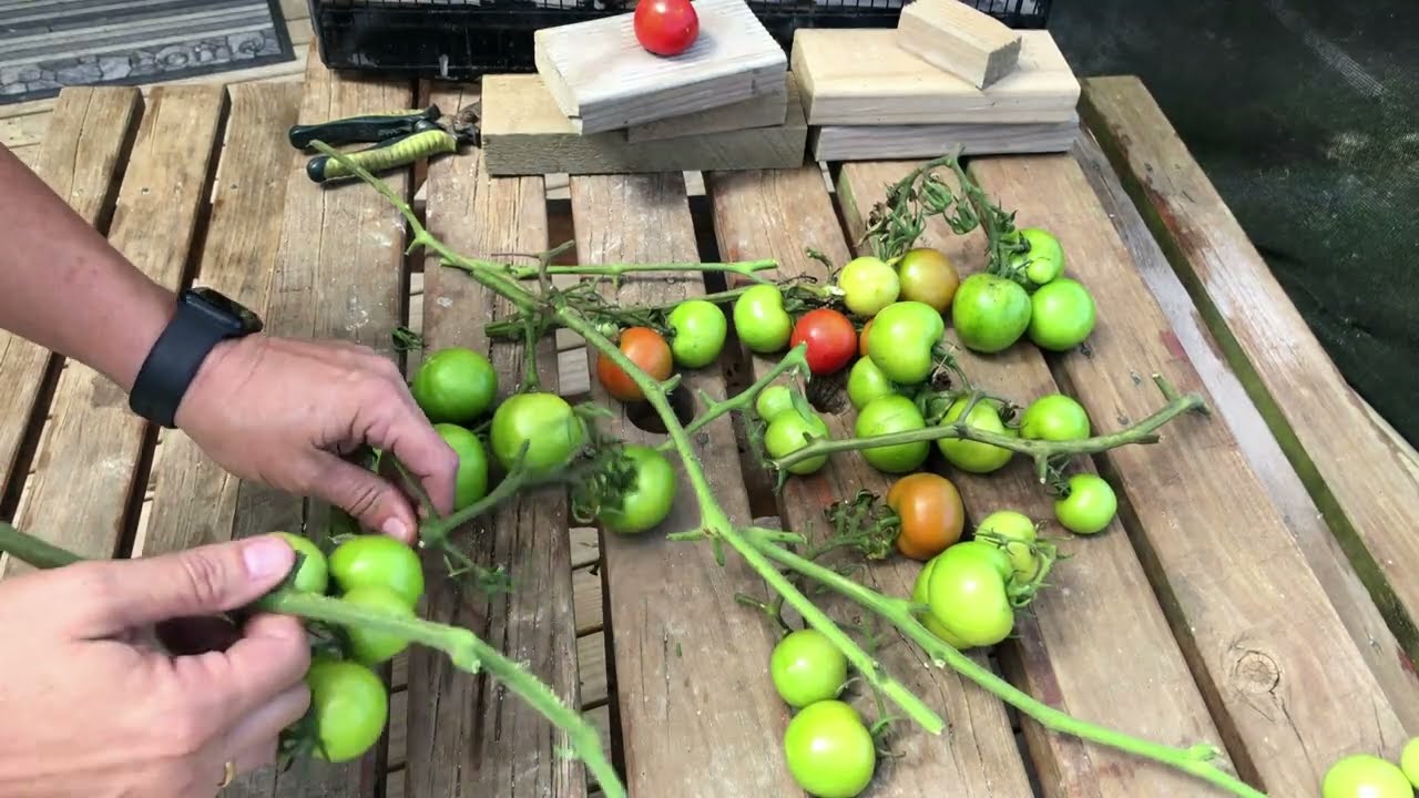 Tomato Tidy Time and What I Do With Green Tomatoes