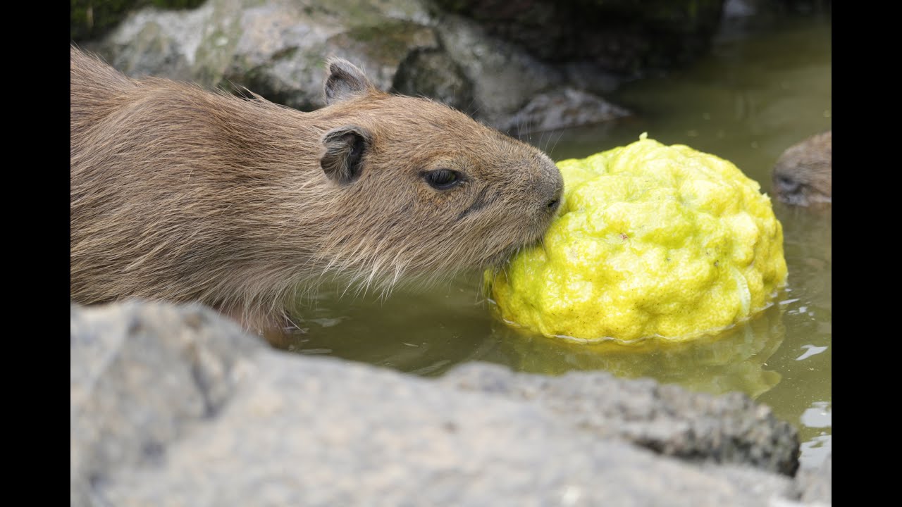 泳いでかじって鬼ゆず風呂 伊豆シャボテン動物公園 元祖カピバラの露天風呂