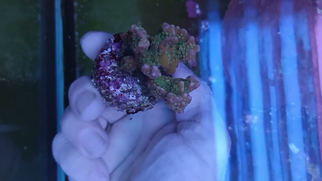Anacropora tropicana S Coral gandalf