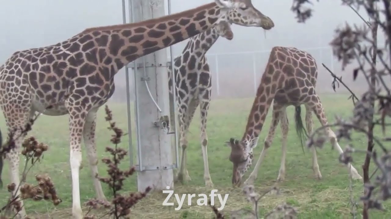 Migawki z życia zwierząt 2022 - Nowe #ZOO Poznań
