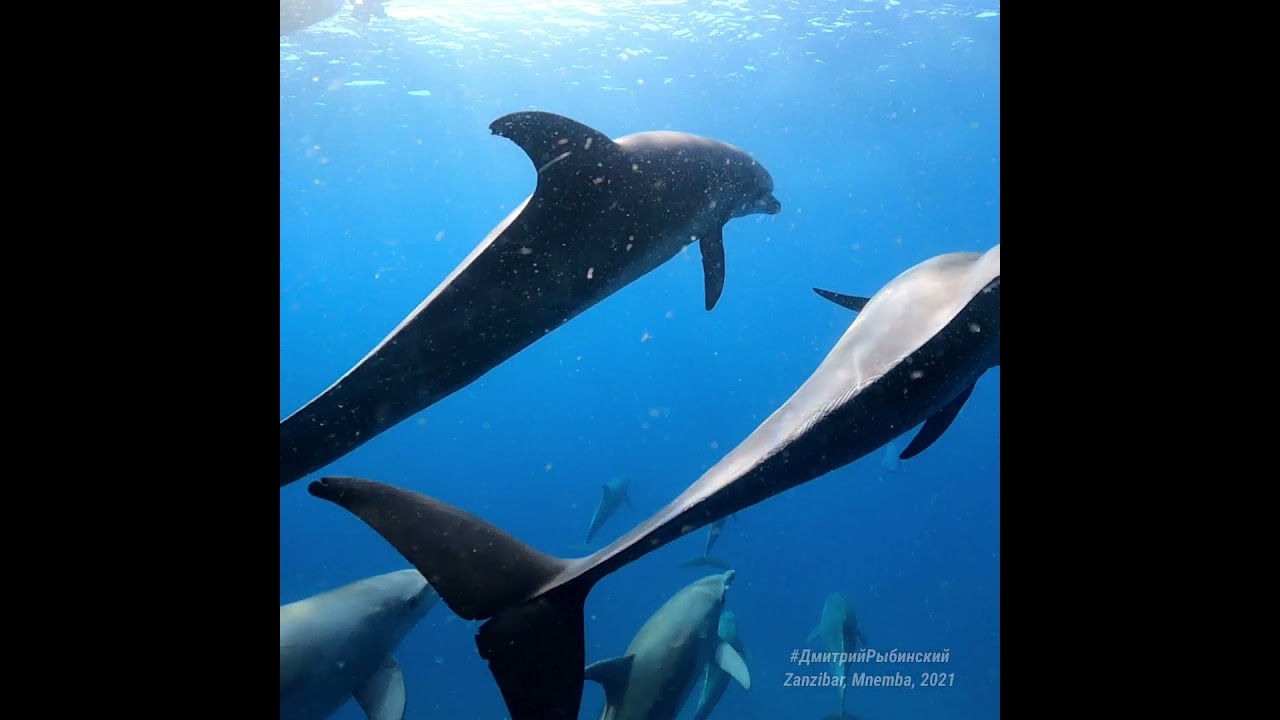 Free diving with dolphins