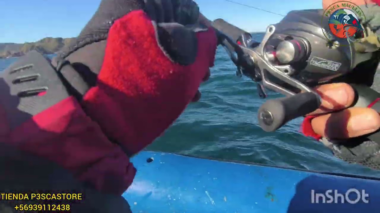 Nueva jornada de pesca embarcada y grandes peleas con los lobos 🤪🤪💪💪🎣🎣🎣🎣🎣