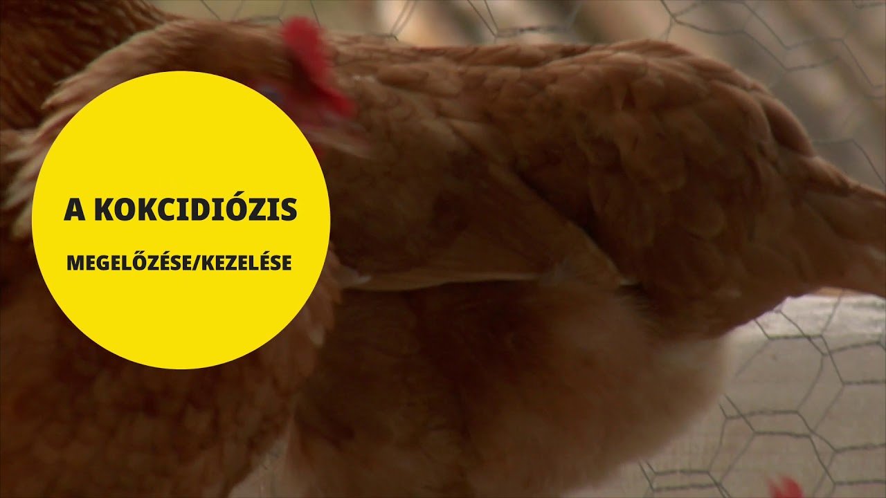 Hasznos tanácsok a jól fejlődő, egészséges háztáji csibékhez.