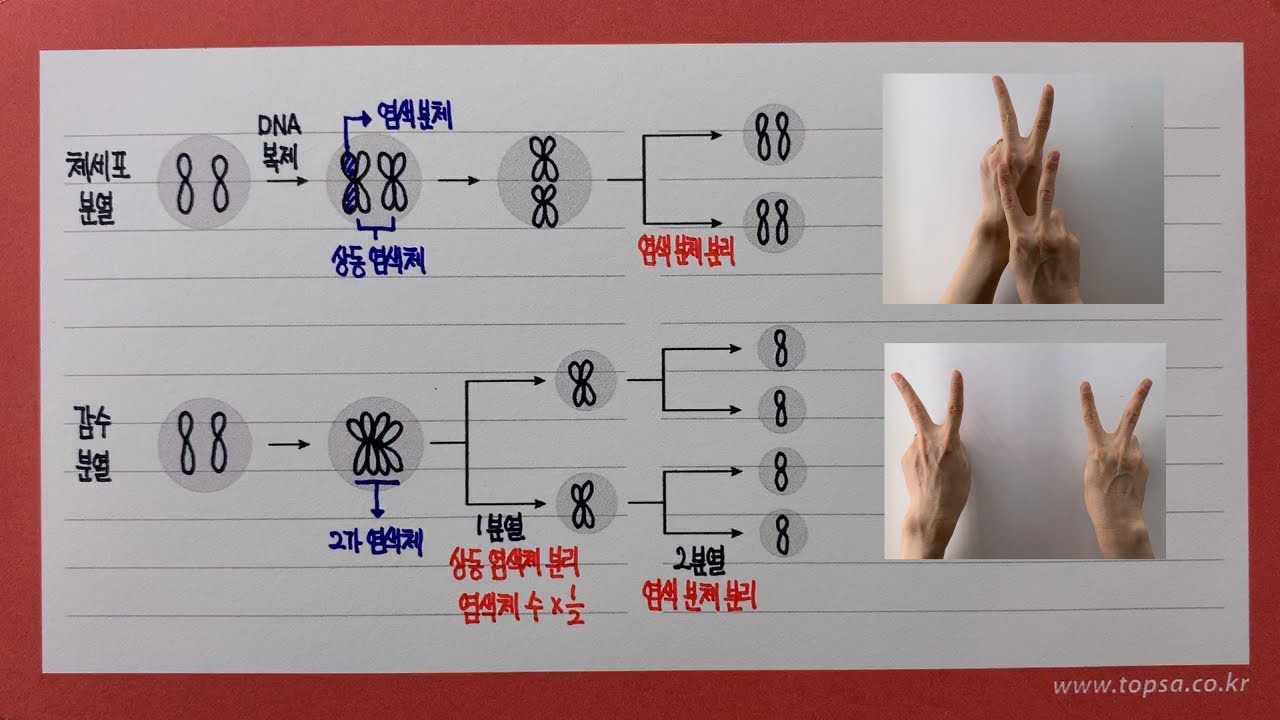 체세포 분열과 감수 분열 비교