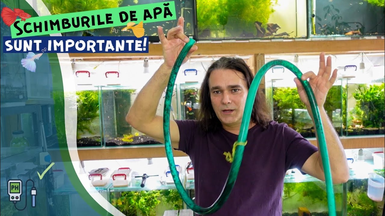 Vlog #32 |  Schimburi de apa si mutari de guppy