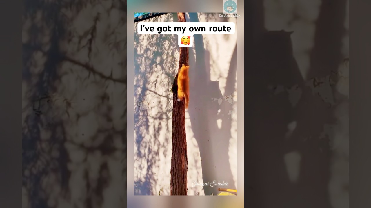 Cat climb down a tree to get home 🥰 #shorts #cat #catlovers