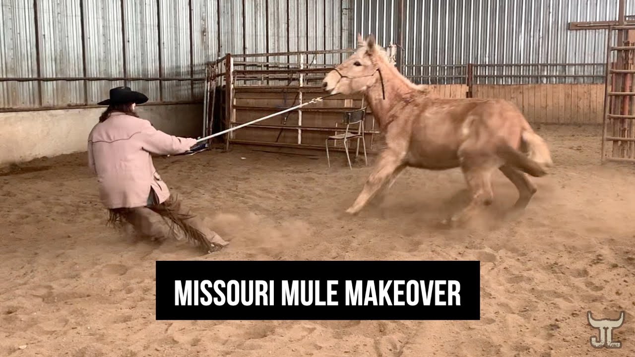 Missouri Mule Makeover Ep. 1 Pre-Mule Draw