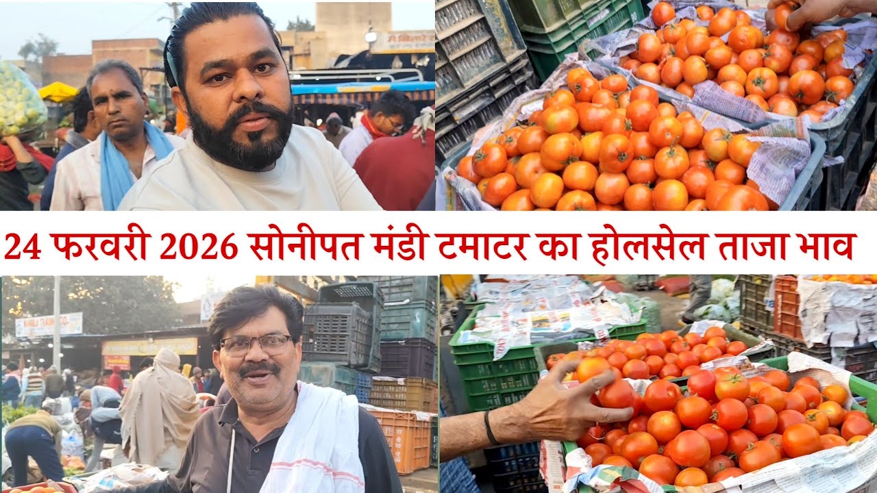 24 February 2026🍅🍅🍅 टमाटर का होलसेल ताजा भाव सोनीपत मंडी | today tamatar rate in Sonipat  mandi