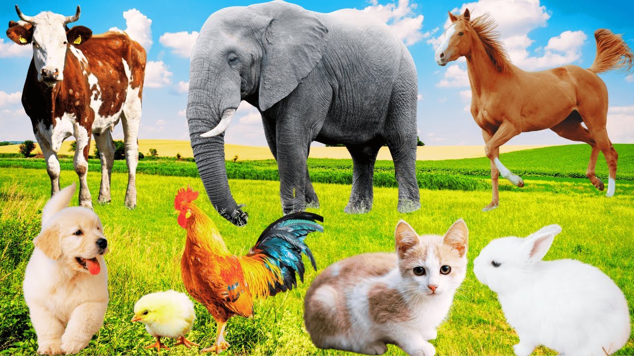 Farm Animal Food: Cow, Rooster, Puppy, Horse, Elephant, Chick, Kitten, Cat - Funny Farm Animal