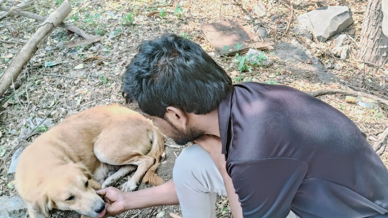 🍗🍗🍲🍲🐕🐕🐕dog eating 