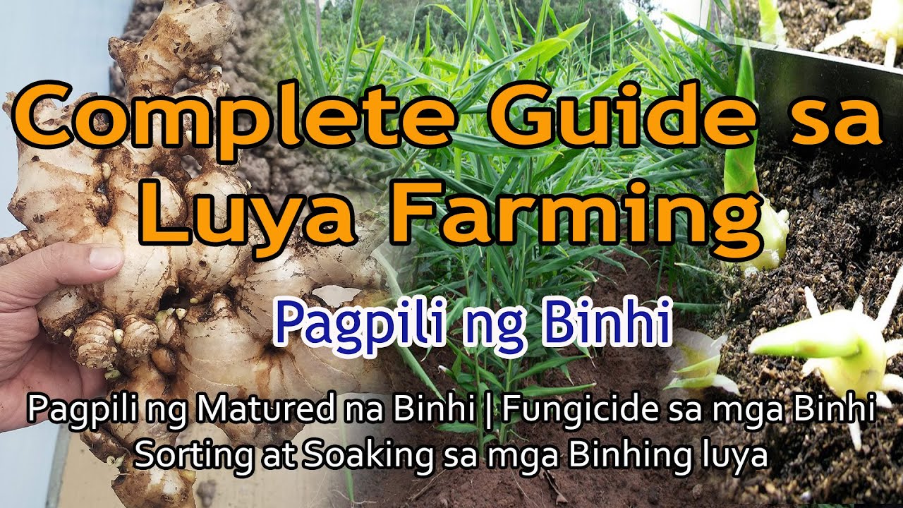 Ano ang dapat gawin sa binhing luya bago itanim | Binhing na pangtanim sa Luya Farming |