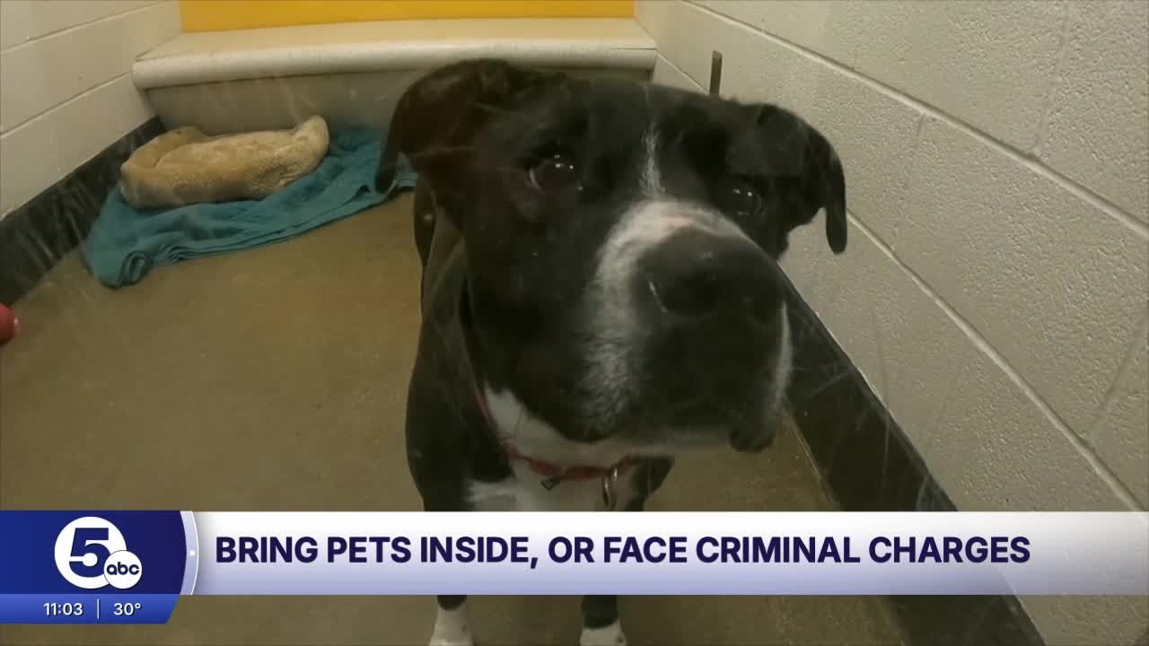 Pet owner in Akron? Bring pets inside during extreme winter weather or face consequences