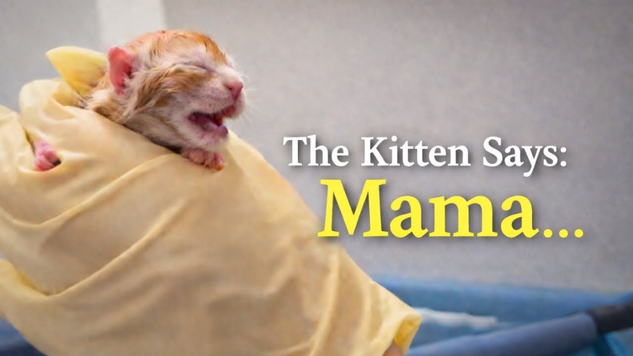 Unbelievable Newborn kitten clearly says "Mama"