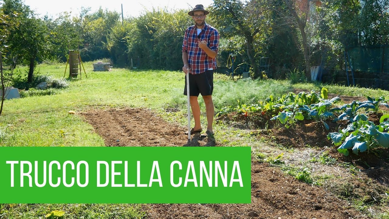 Come coltivare la cipolla: 3 metodi differenti