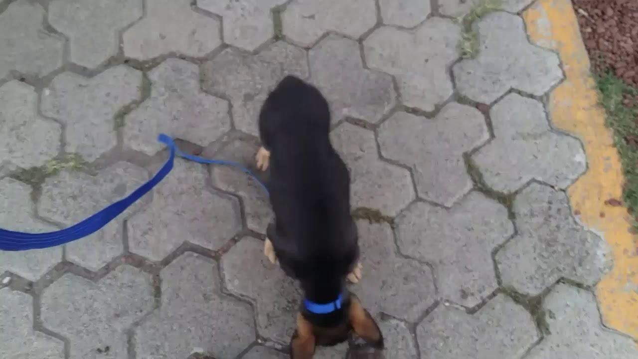Adiestramiento canino del Pastor Aleman EP 3. Baño, socializacion, obediencia basica