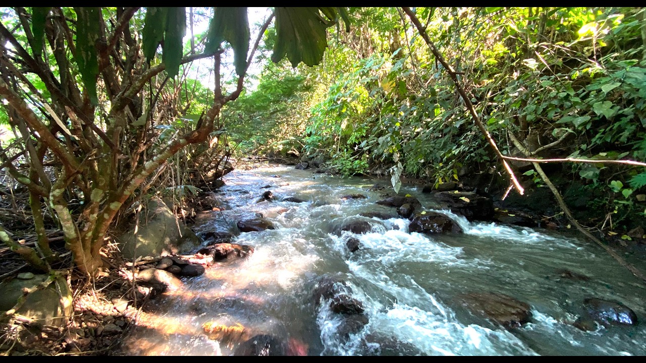 🌿 Relax Your Mind & Sleep Deeply with Gentle Jungle Stream | Soft Water Flowing Over Natural Rocks